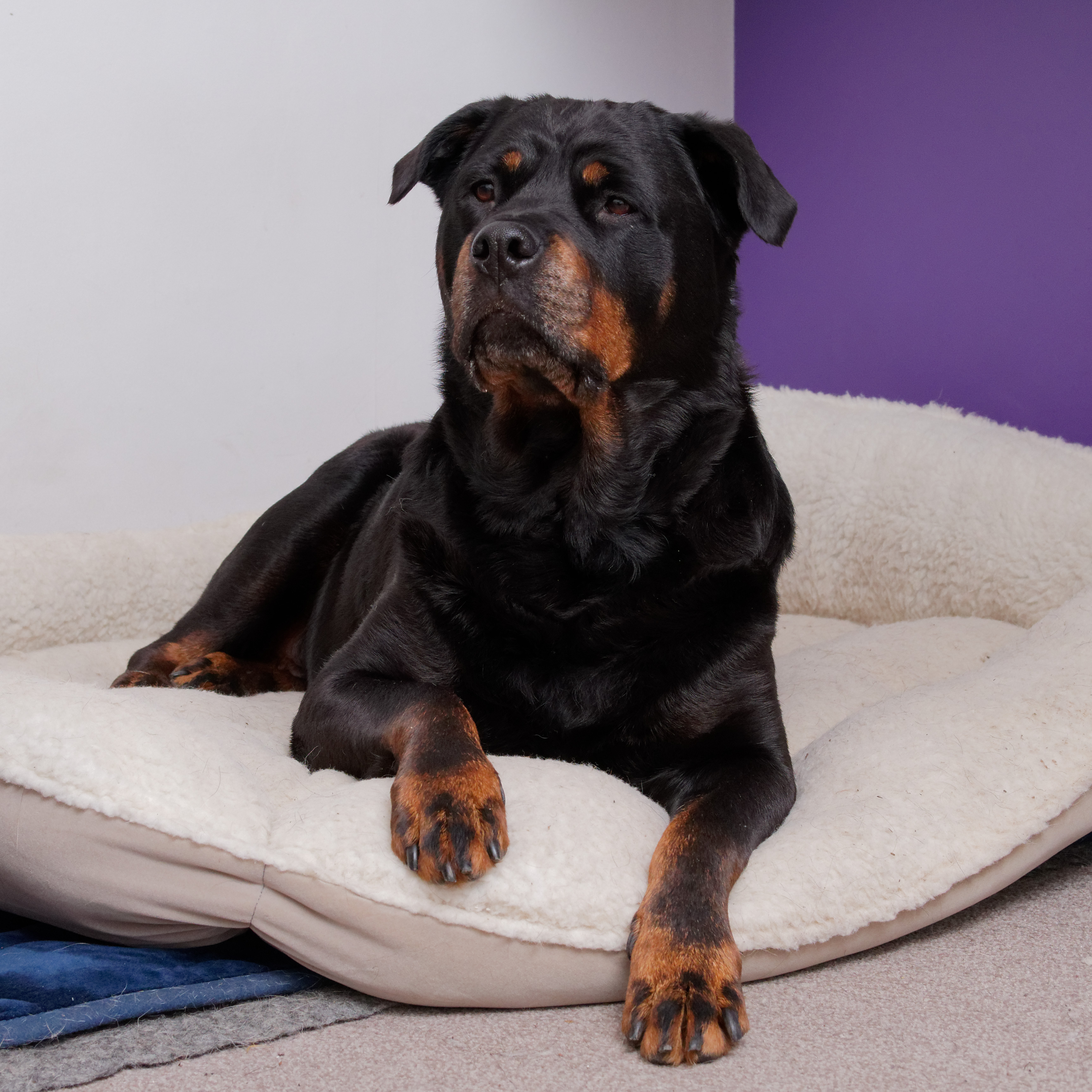 do rottweilers get haircuts